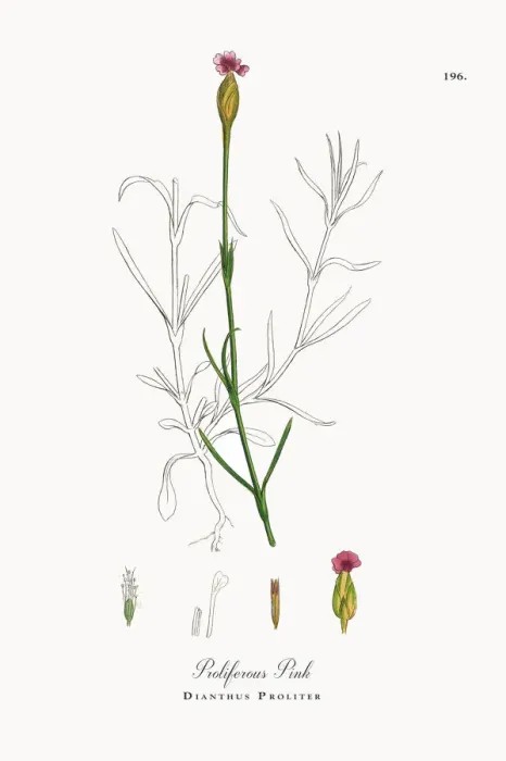 Framed Print : Proliferous Pink, Dianthus Proliter, Victorian Botanical Illustration, 1863 Framed Print : Proliferous Pink, Dianthus Proliter, Victorian Botanical Illustration, 1863