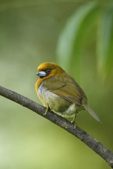 Framed Print : Prong-billed Barbet Framed Print : Prong-billed Barbet
