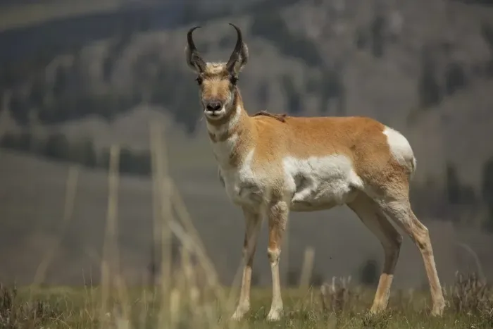 Framed Print : Pronghorn Antelope Framed Print : Pronghorn Antelope