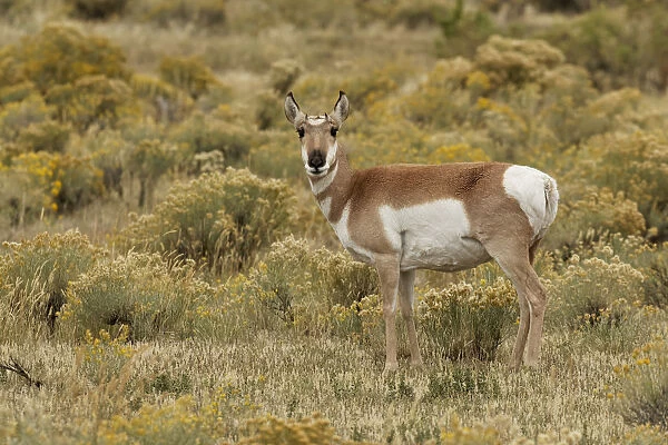 Pronghorn Antelope (Antilocapra americana) in meadow, Yellowstone National Park (Montana, Wyoming), USA