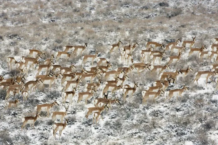 Framed Print : Pronghorn antelope (Antilocapra americana) herd in meadow, Sage Bush country, Oregon, USA Framed Print : Pronghorn antelope (Antilocapra americana) herd in meadow, Sage Bush country, Oregon, USA