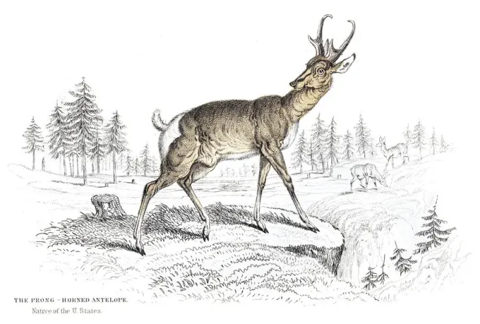 Framed Print : The Pronghorn antelope engraving 1855 Framed Print : The Pronghorn antelope engraving 1855