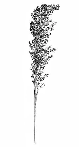 Proso millet (Panicum miliaceum)