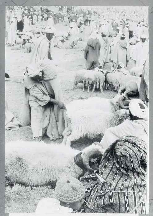 Framed Print : Prospective Buyer Inspecting Sheep Framed Print : Prospective Buyer Inspecting Sheep