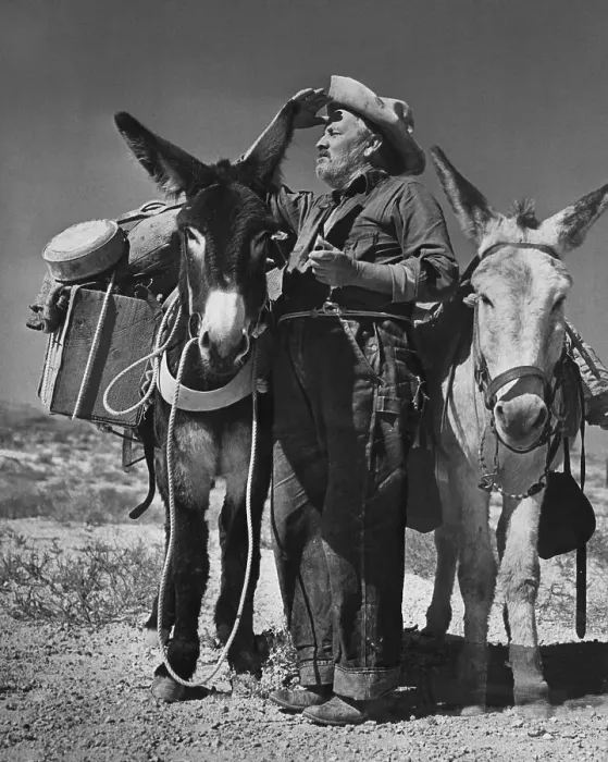 Framed Print : Prospector Shown W / Two Donkeys