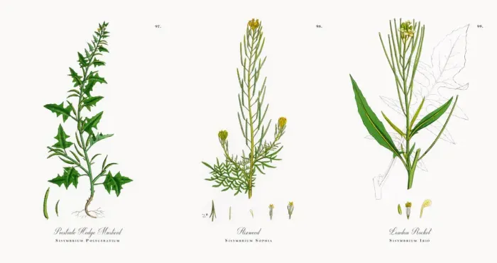Framed Print : Prostrate Hedge Mustard, Sisymbrium Polyceratium, Victorian Botanical Illustration, 1863 Framed Print : Prostrate Hedge Mustard, Sisymbrium Polyceratium, Victorian Botanical Illustration, 1863