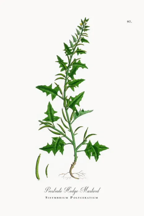 Framed Print : Prostrate Hedge Mustard, Sisymbrium Polyceratium, Victorian Botanical Illustration, 1863 Framed Print : Prostrate Hedge Mustard, Sisymbrium Polyceratium, Victorian Botanical Illustration, 1863