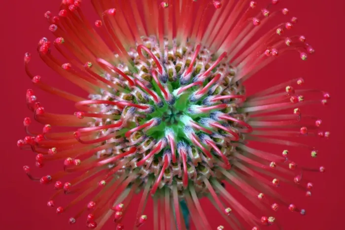 Framed Print : Protea Framed Print : Protea