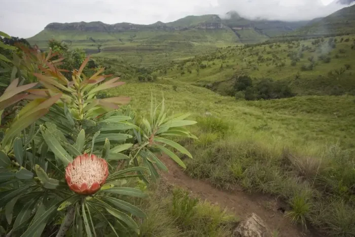 Framed Print : Protea & Lush Mountain Landscape Framed Print : Protea & Lush Mountain Landscape