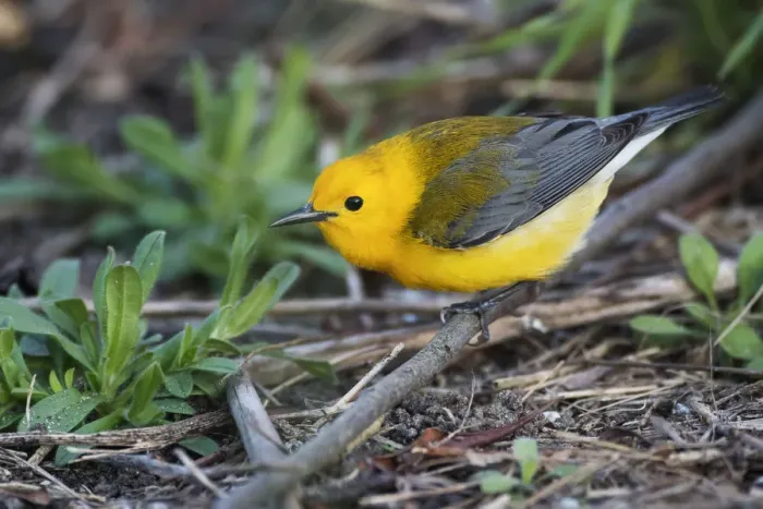 Framed Print : Prothonotary warbler Framed Print : Prothonotary warbler