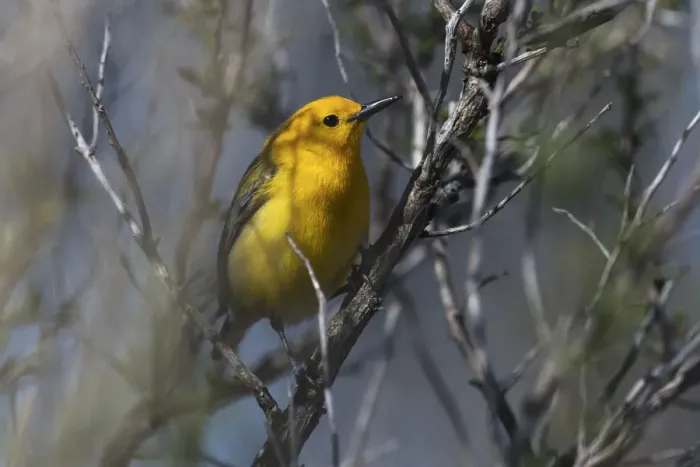 Framed Print : Prothonotary warbler in mid-April