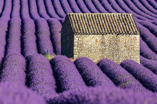 Provence, lavender flowering at Valensole Plateau