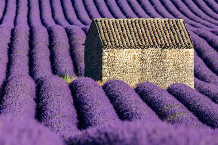 Framed Print : Provence, lavender flowering at Valensole Plateau Framed Print : Provence, lavender flowering at Valensole Plateau
