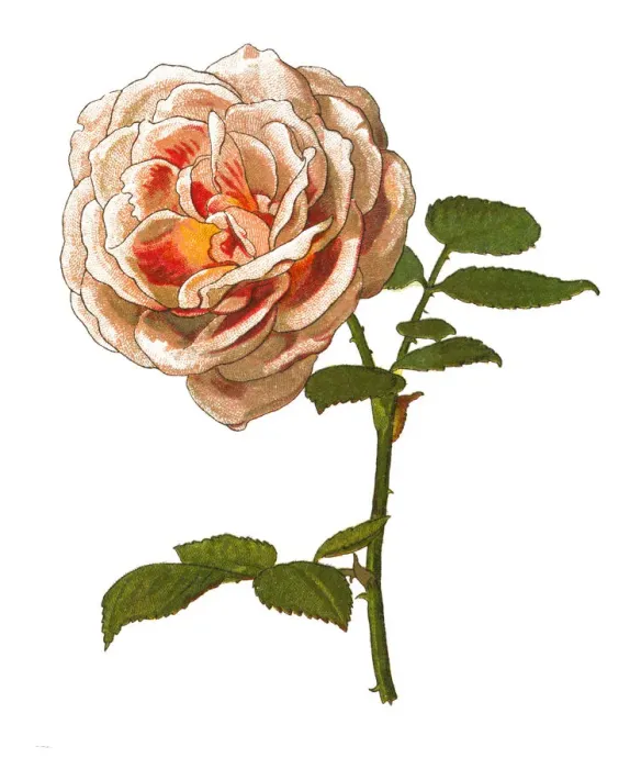 Framed Print : Provence rose or cabbage rose or Rose de Mai Framed Print : Provence rose or cabbage rose or Rose de Mai