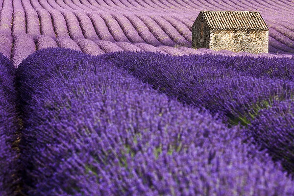Provence, Valensole Plateau, Lavender field