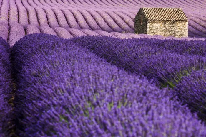 Framed Print : Provence, Valensole Plateau, Lavender field Framed Print : Provence, Valensole Plateau, Lavender field