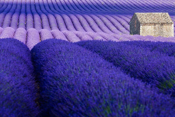 Provence, Valensole Plateau, Lavender Field