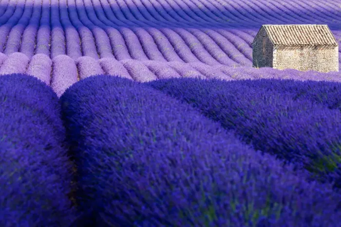 Framed Print : Provence, Valensole Plateau, Lavender Field Framed Print : Provence, Valensole Plateau, Lavender Field