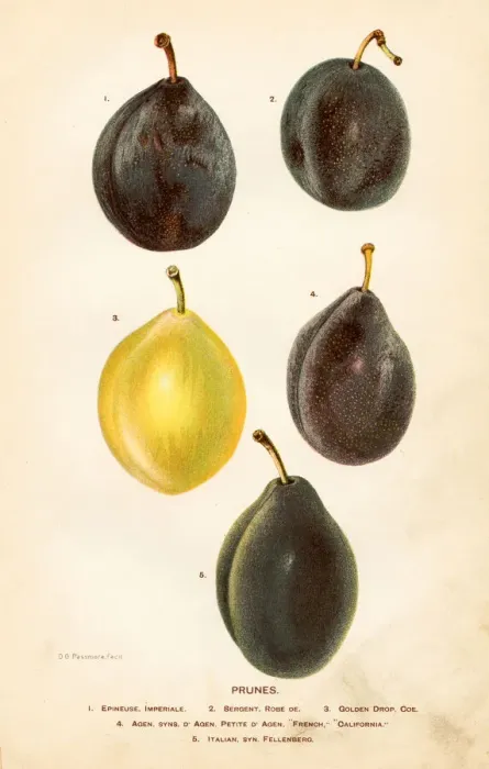 Framed Print : Prunes illustration 1892 Framed Print : Prunes illustration 1892