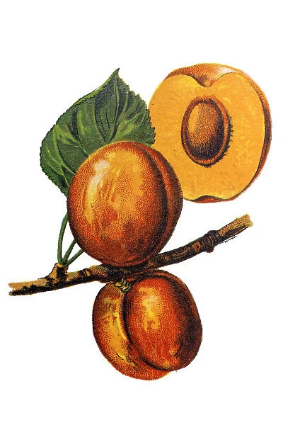 Prunus armeniaca (meaning Armenian plum) also called ansu apricot, Siberian apricot, Tibetan apricot
