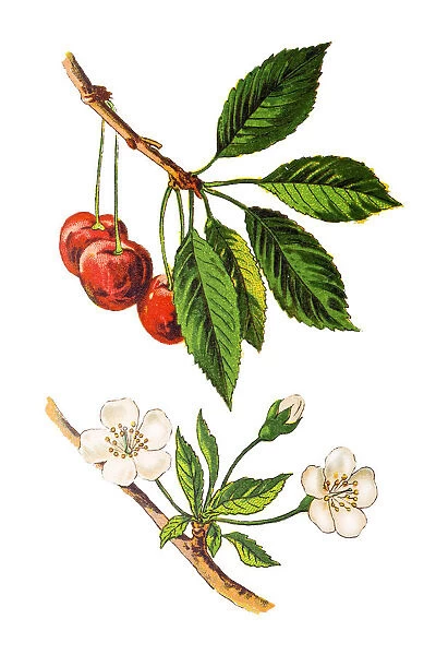 Prunus cerasus (sour cherry, tart cherry, or dwarf cherry)