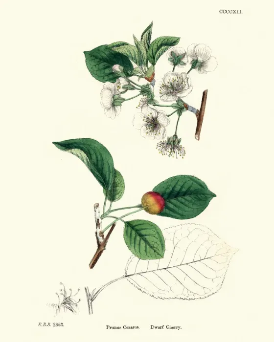 Framed Print : Prunus cerasus, sour cherry, tart cherry, or dwarf cherry Framed Print : Prunus cerasus, sour cherry, tart cherry, or dwarf cherry