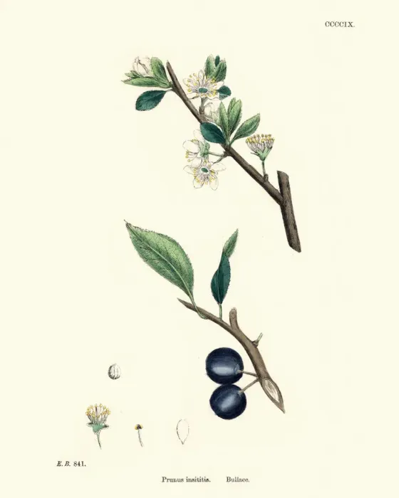 Framed Print : Prunus insititia, Bullace, Plum tree, Floral print Framed Print : Prunus insititia, Bullace, Plum tree, Floral print