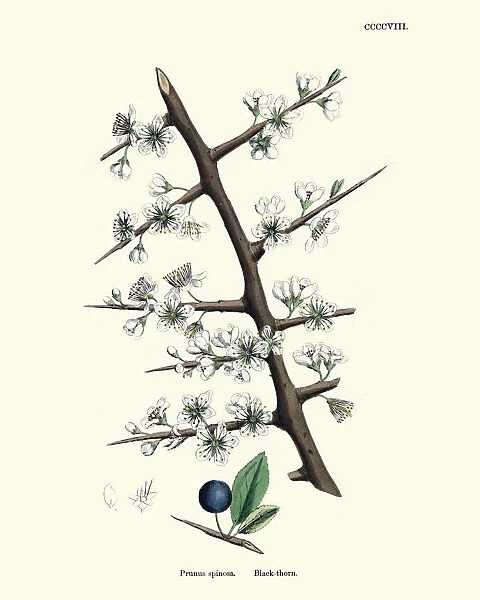 Prunus spinosa, blackthorn or sloe, Floral Victorian print