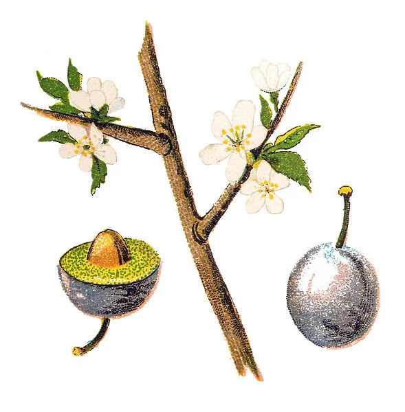 Prunus spinosa, called blackthorn or sloe