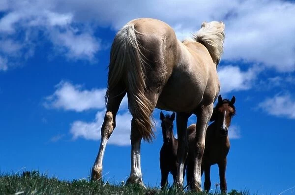 Pryor Mountain Wild Horse Range. Palomino yearling mare meets mare and foal