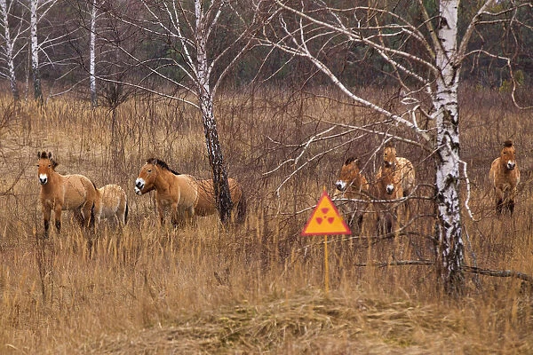 Przewalskis horse the Exclusion Zone, Chernobyl