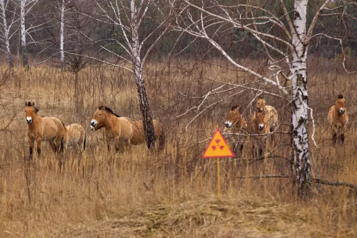 Framed Print : Przewalskis horse the Exclusion Zone, Chernobyl Framed Print : Przewalskis horse the Exclusion Zone, Chernobyl