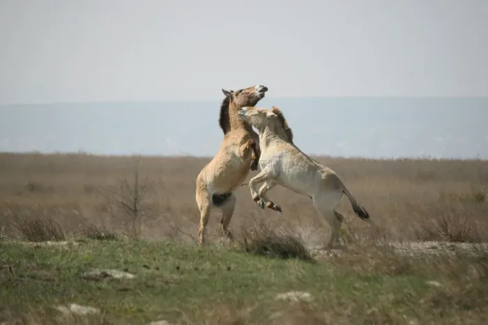 Framed Print : Przewalskis horses -Equus ferus przewalskii-, playing young stallions, Burgenland, Austria, Europe Framed Print : Przewalskis horses -Equus ferus przewalskii-, playing young stallions, Burgenland, Austria, Europe