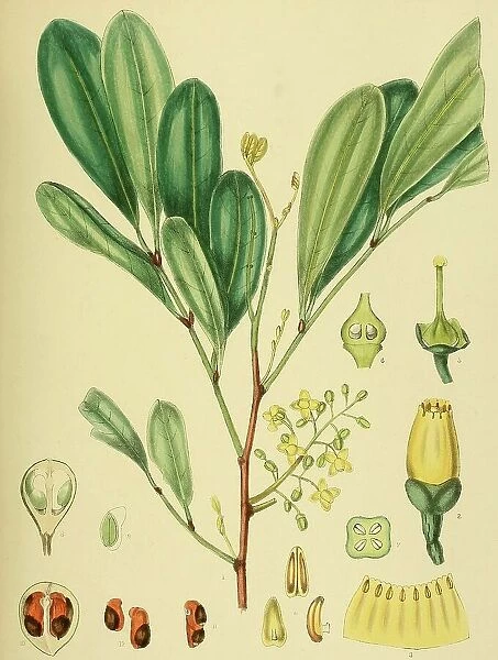 Pseudocarapa championii, native to Southeast Asia, Sri Lanka, digitally restored historical colour print from 1893