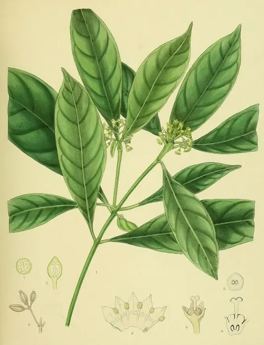 Framed Print : Psychotria bisulcata, native to Southeast Asia, Sri Lanka, digitally restored historical colour print from 1893 Framed Print : Psychotria bisulcata, native to Southeast Asia, Sri Lanka, digitally restored historical colour print from 1893