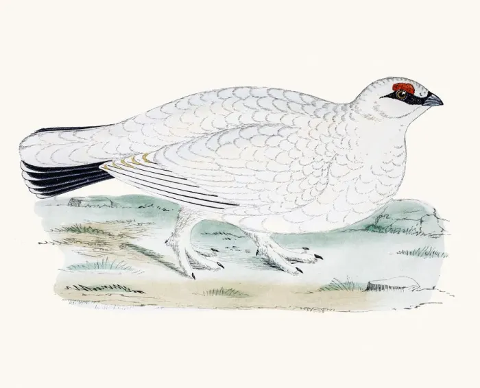Framed Print : Ptarmigan. A photograph of an original hand-colored engraving Framed Print : Ptarmigan. A photograph of an original hand-colored engraving