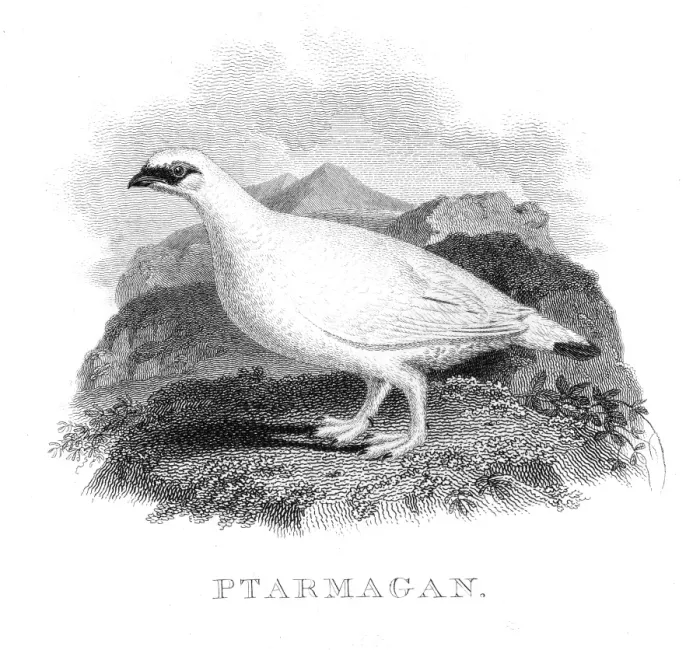 Framed Print : Ptarmigan bird engraving 1802