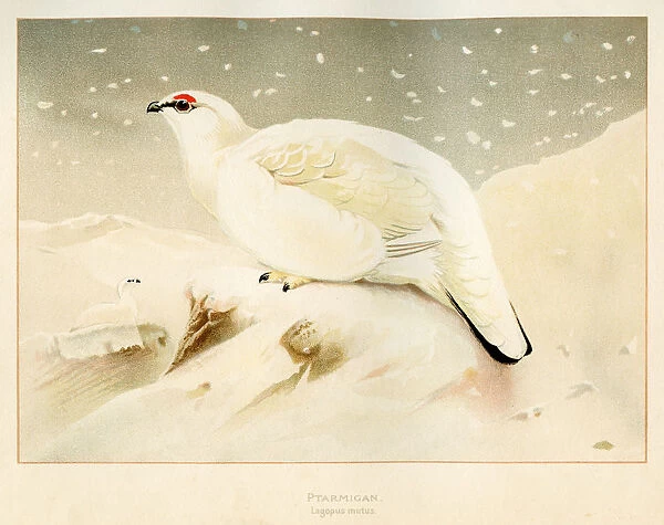 Ptarmigan bird engraving 1900