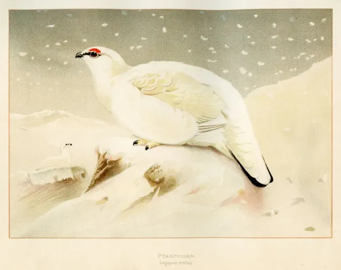 Framed Print : Ptarmigan bird engraving 1900