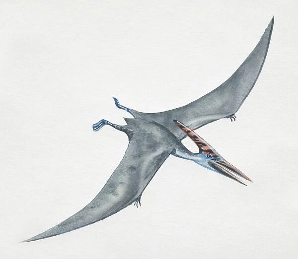 Pteranodon - Signed Fine Art Print