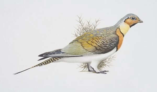 Pterocles alchata, Pin-tailed Sandgrouse, side view