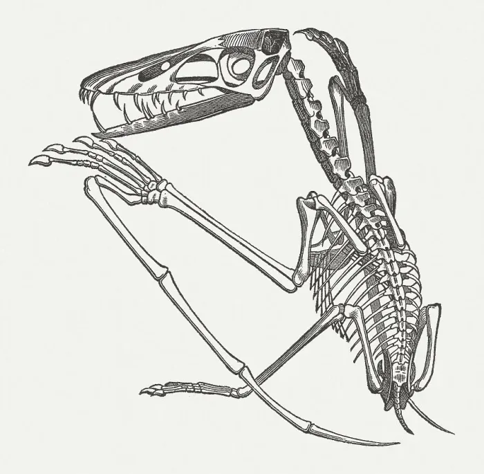 Framed Print : Pterodactylus crassirostris, fossil from Solnhofen, Germany Framed Print : Pterodactylus crassirostris, fossil from Solnhofen, Germany