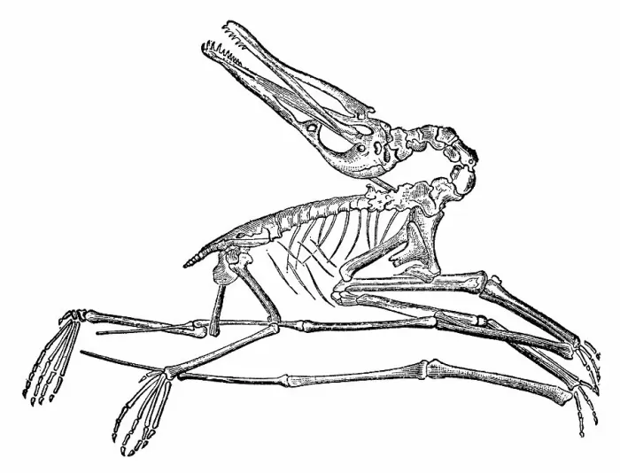 Framed Print : Pterodactylus Dinosaur Skeleton - 19th Century Framed Print : Pterodactylus Dinosaur Skeleton - 19th Century