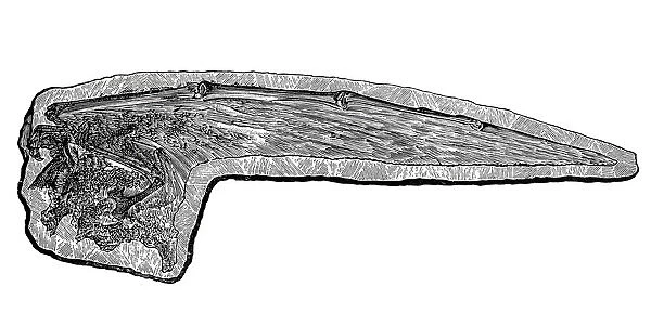 Pterodactylus wing