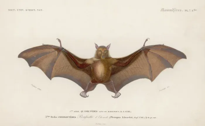 Framed Print : Pteropus Edwardsii Framed Print : Pteropus Edwardsii