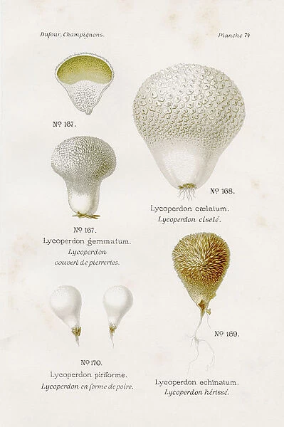 Puffball mushrooms 1891