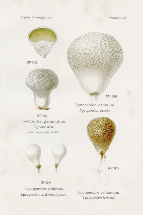 Framed Print : Puffball mushrooms 1891 Framed Print : Puffball mushrooms 1891