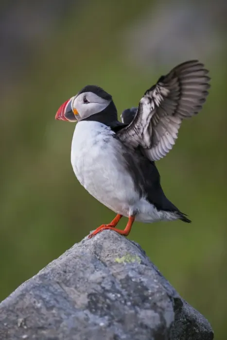 Framed Print : Puffin or Atlantic Puffin -Fratercula arctica-, Runde, Soroyane, More og Romsdal, Norway