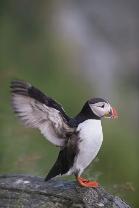Framed Print : Puffin or Atlantic Puffin -Fratercula arctica-, Runde, Soroyane, More og Romsdal, Norway