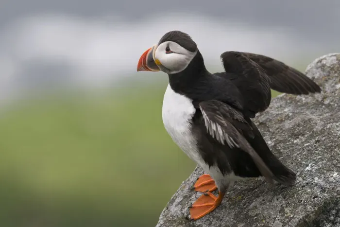 Framed Print : Puffin or Atlantic Puffin -Fratercula arctica-, Runde, Soroyane, More og Romsdal, Norway Framed Print : Puffin or Atlantic Puffin -Fratercula arctica-, Runde, Soroyane, More og Romsdal, Norway